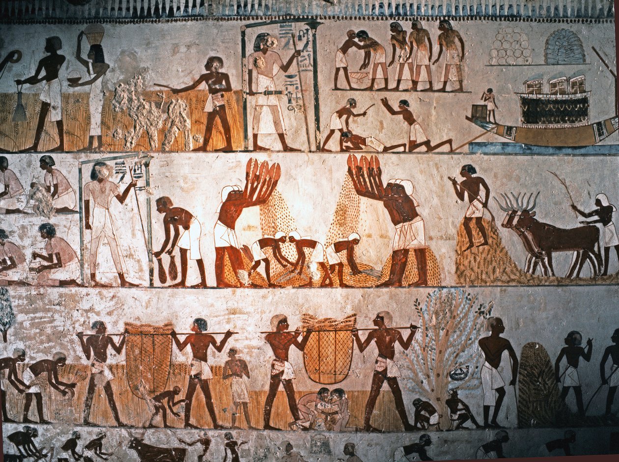 ARTE EGÍPCIA: Cena de colheita. Pintura mural no túmulo de Menna em Elwe..., c. 1400 a.C. (pedra calcária) de Egyptian 18th Dynasty