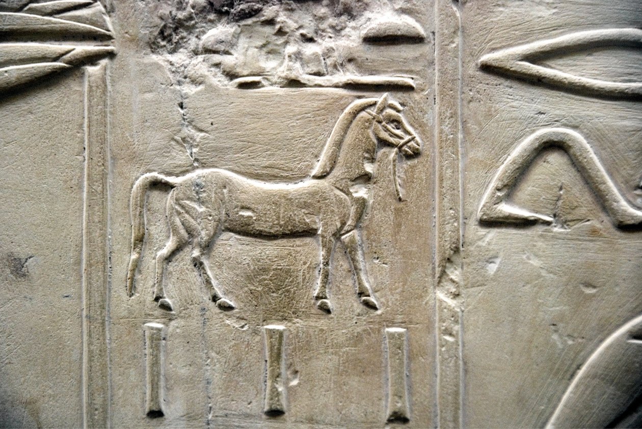 Antiquidade egípcia: representação de um cavalo. Baixo relevo do Túmulo de Vizir Ramose (18ª dinastia). Luxor, Tebas, Vale dos Nobres do Egipto de Egyptian 18th Dynasty