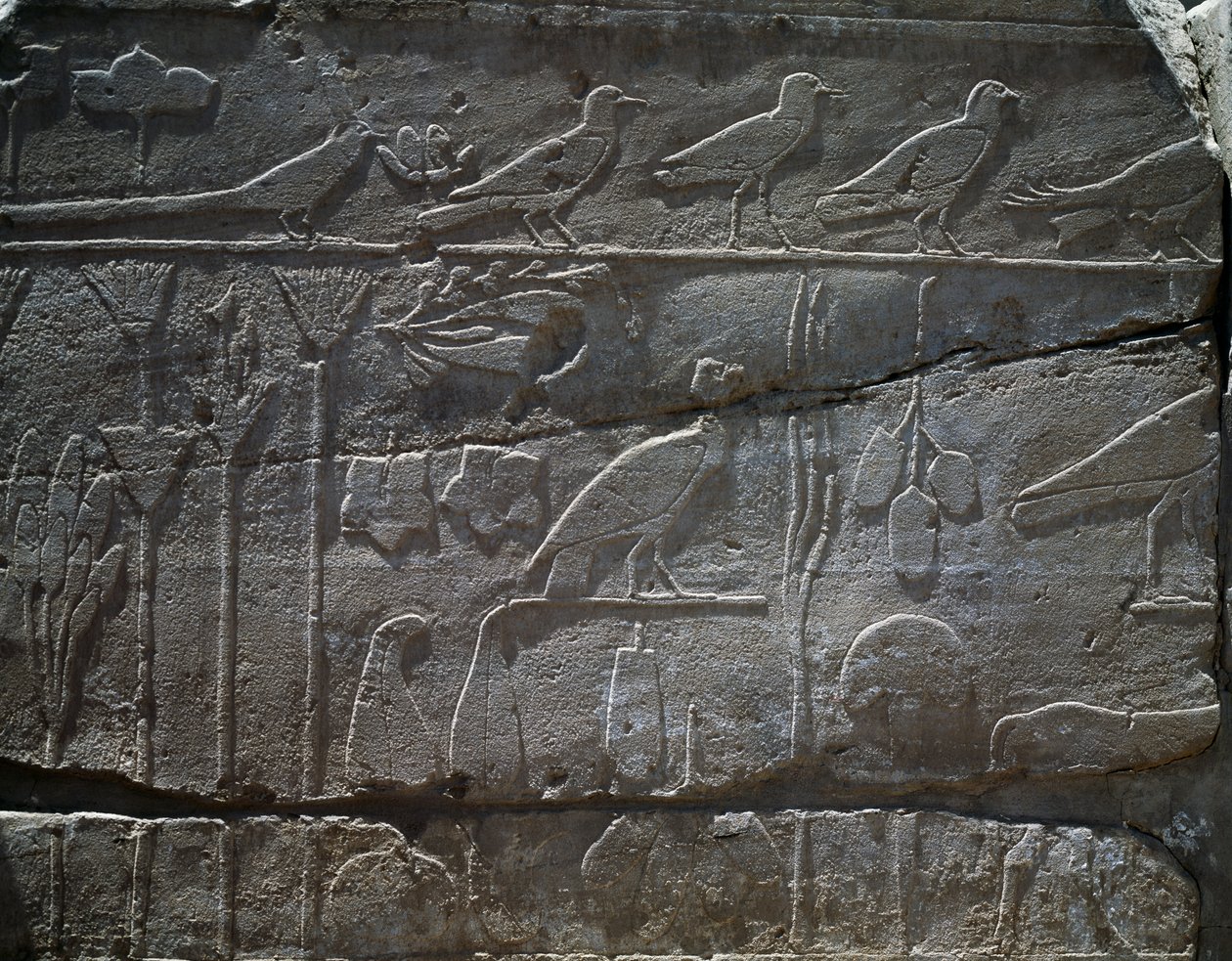 Plantas e animais trazidos da expedição de Tutmés III à Síria em 1465 a.C., pormenor do relevo, salão conhecido como o chamado Jardim Botânico, Templo de Amon, Complexo do Templo de Karnak, Civilização Egípcia, Novo Reino, Dinastia XVIII de Egyptian 18th Dynasty