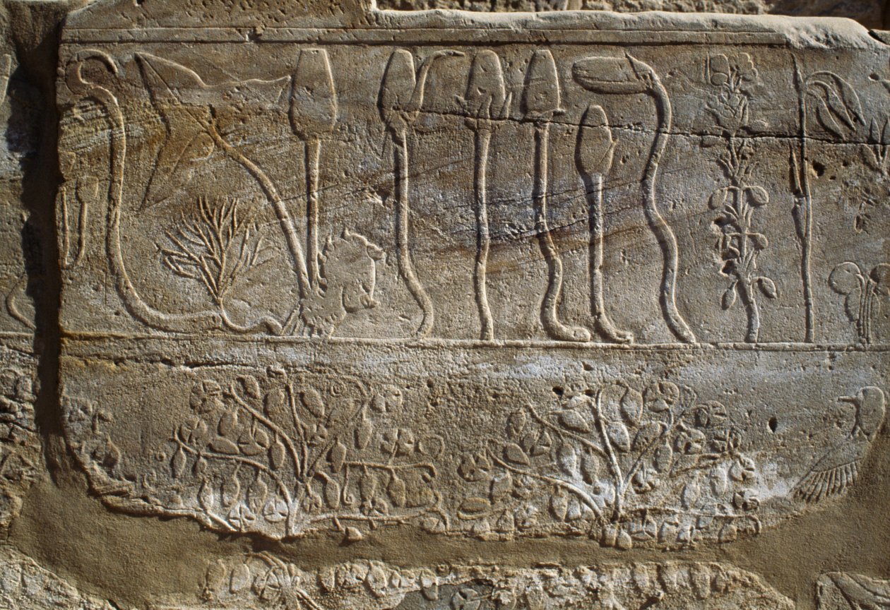 Relevo de animais e plantas oferecido a Amon por Tutmés III no seu regresso da campanha da Síria em 1465 a.C., Sala do Jardim Botânico, Karnak, Necrópole Tebana, Luxor, Egipto, Novo Reino, Dinastia XVIII de Egyptian 18th Dynasty