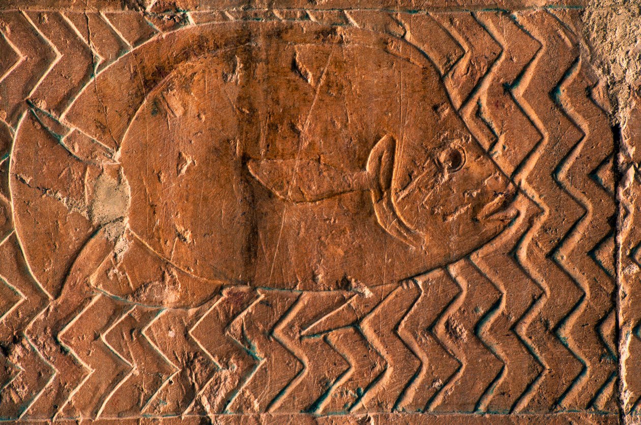 Representação de peixes, cenas do Reino de Punt, parede sul da colunata central, Templo Mortuário de Hatshepsut, Deir el-Bahari, Luxor, Tebas (Lista do Património Mundial da Unesco de Egyptian 18th Dynasty