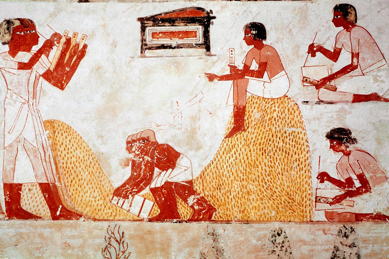 Túmulo de Menna: Cena agrícola: recolhe grãos supervisionada por um escriba que regista a colheita (fresco) de Egyptian 18th Dynasty