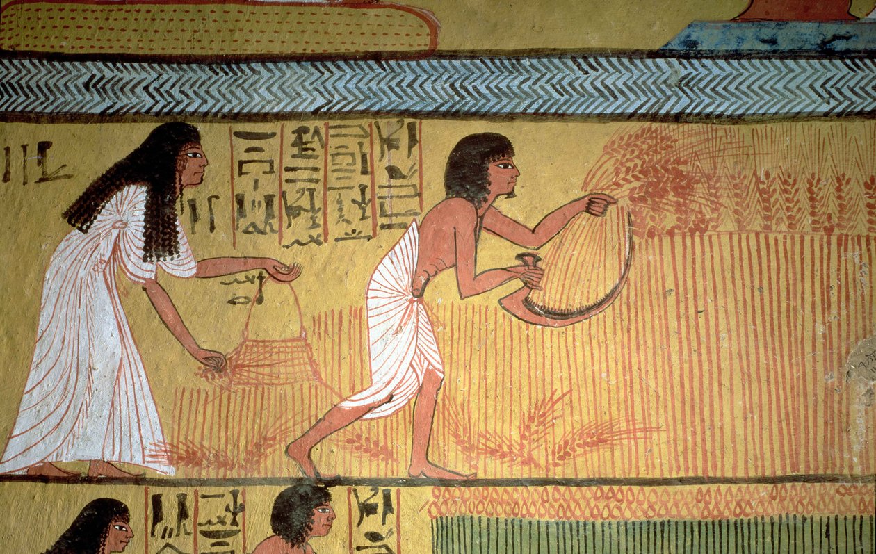 Detalhe de uma cena de colheita na parede leste, a partir do túmulo de Sennedjem, os trabalhadores "Village, New Kingdom de Egyptian 19th Dynasty