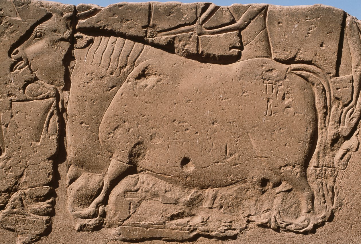 Detalhe de um relevo representando uma vaca, pátio Ramesses II (1298-32 AC) (calcário) de Egyptian 19th Dynasty