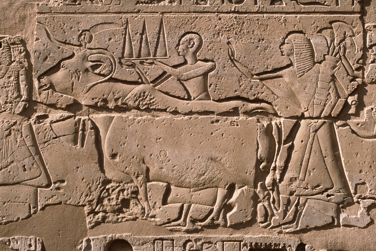Detalhe de um relevo representando homens conduzindo uma vaca, pátio Ramesses II (1298-32 a.C.) (calcário) de Egyptian 19th Dynasty