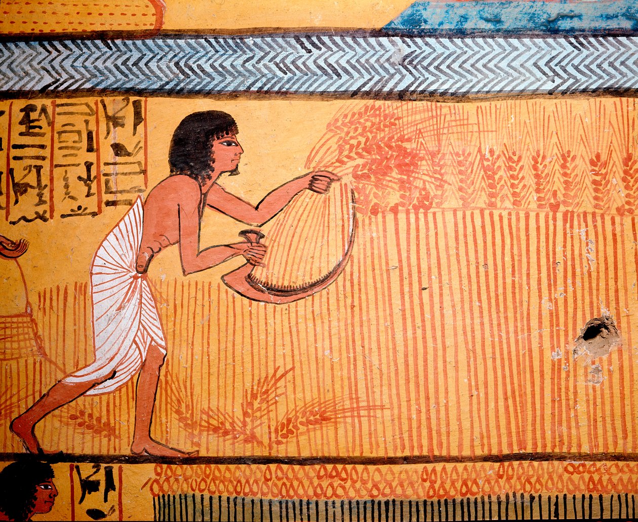 Arte Egípcia: Túmulo de Senenmut. O falecido corta o trigo no campo dos santos. Uma falsificação é usada para cortar a epinefrina do trigo para recuperar o cereal. 19ª dinastia de Egyptian 19th Dynasty
