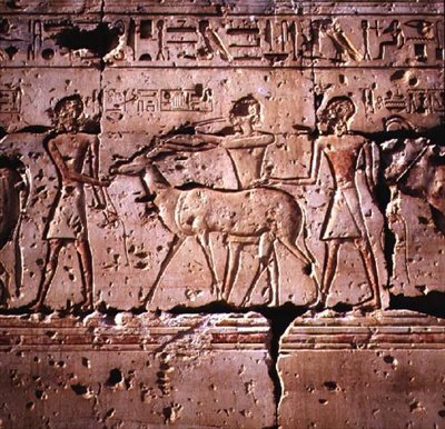 Relevo retratado oryx sendo levado em procissão para o sacrifício, do Templo de Ramesses II, New Kingdom de Egyptian 19th Dynasty