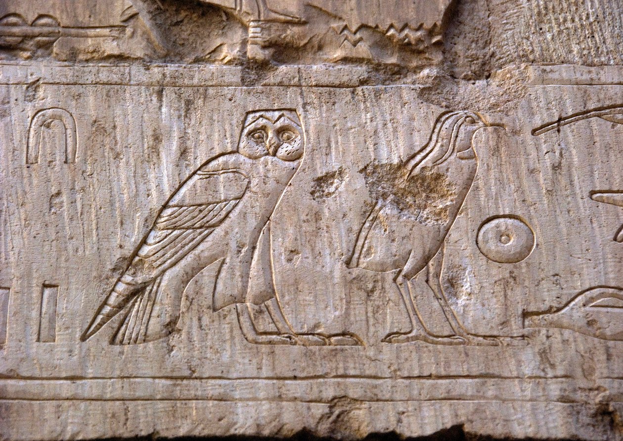 Antiguidade egípcia: alívio representando uma coruja e uma águia. Tumba de Ankh-Hor (Ankh Hor) (TT414) (26ª Dinastia, 672-525 AC), Luxor (Tebas), Egito de Egyptian 26th Dynasty