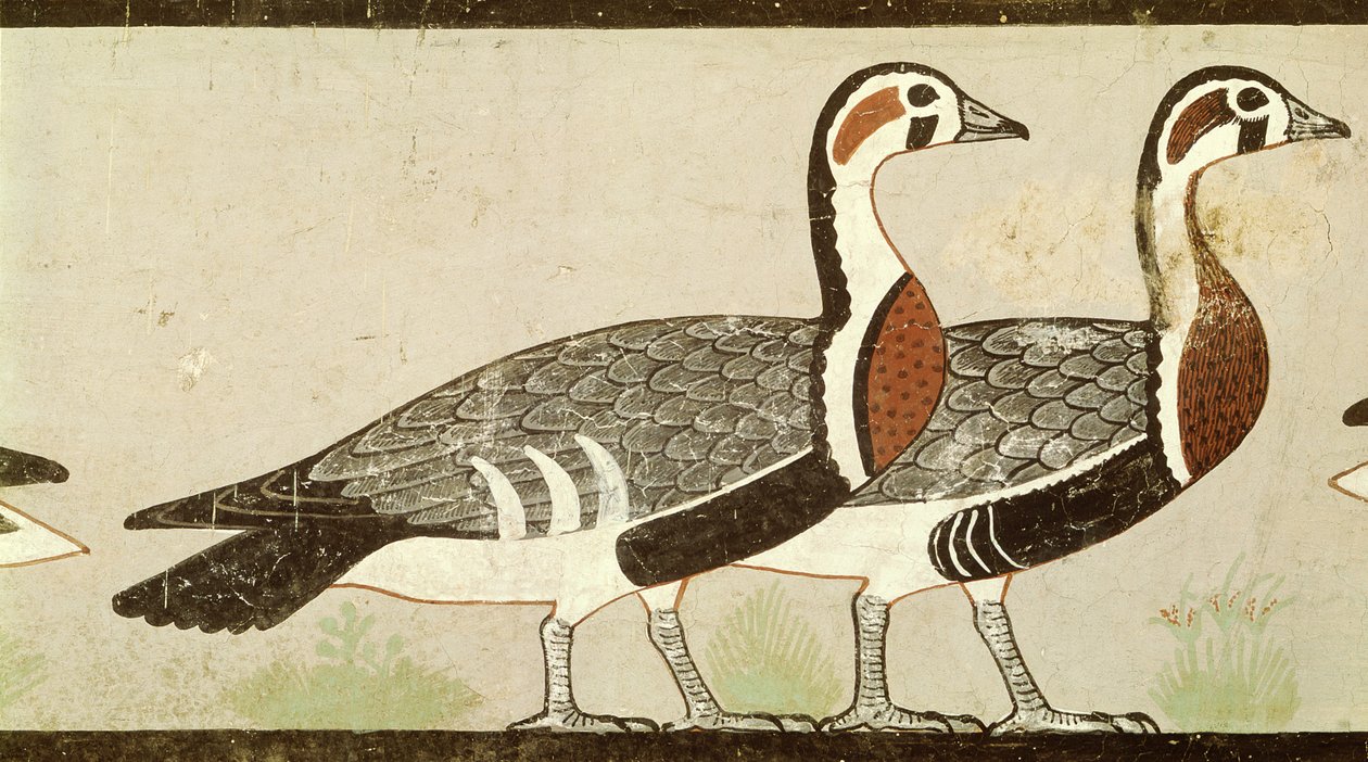 Gansos de Meidum, da tumba de Nefermaat e Atet, Reino Antigo, c.2620 aC (estuque pintado) de Egyptian 4th Dynasty
