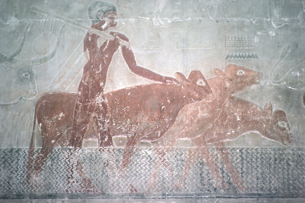 Gado, fording, um, canal, em, a, Mastaba, capela, de, ti, reino velho, (wall, painting) de Egyptian 5th Dynasty