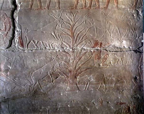 Cabras comendo um arbusto, alívio do Mastaba de Akhethotep em Saqqara, Old Kingdom (pedra calcária pintada) de Egyptian 5th Dynasty
