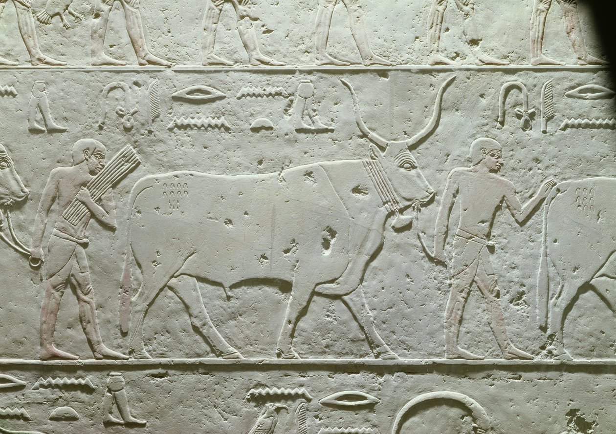Pastor liderando um touro, detalhe da Mastaba de Akhethotep, de Saqqara, Old Kingdom, c.2500 aC (calcário pintado) de Egyptian 5th Dynasty