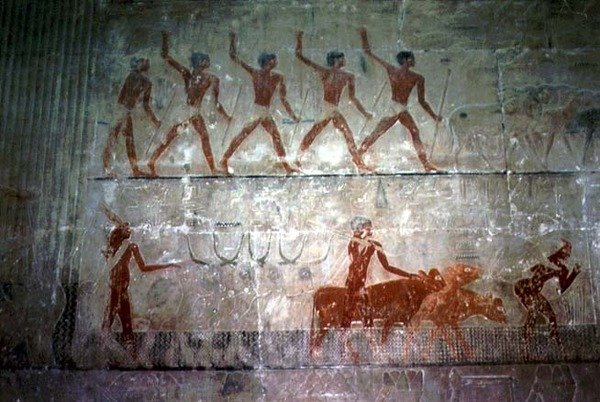Homens pastoreando ovelhas e gado da Capela de Mastaba de Ti, Velho Reino (pintura de parede) de Egyptian 5th Dynasty