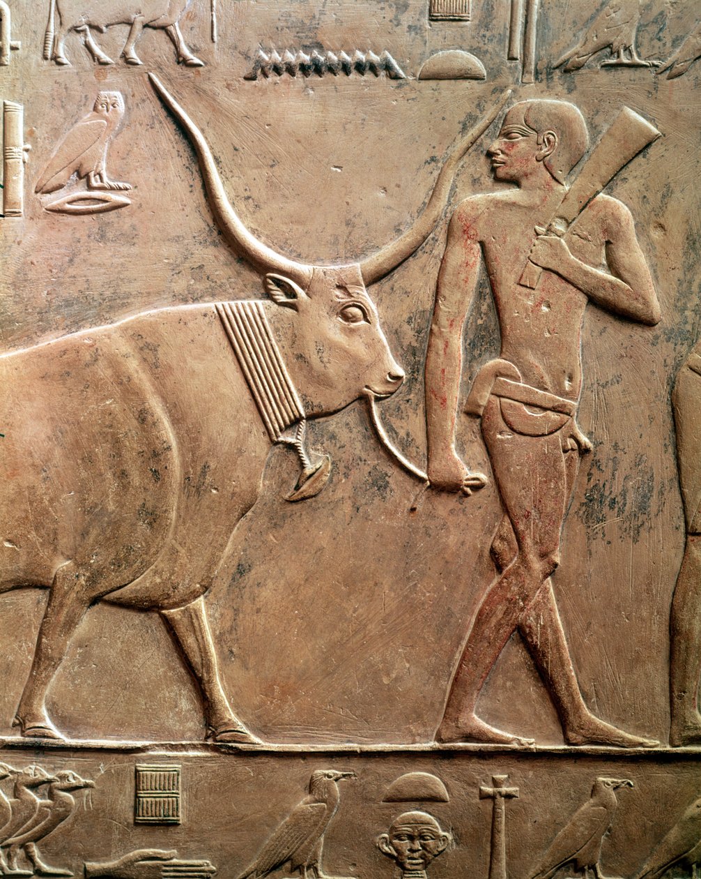 Relevo representando um camponês levando uma vaca a sacrificar, do Mastab de Ptah-Hotep e Akhti-Hotep, Reino Antigo (calcário) de Egyptian 5th Dynasty