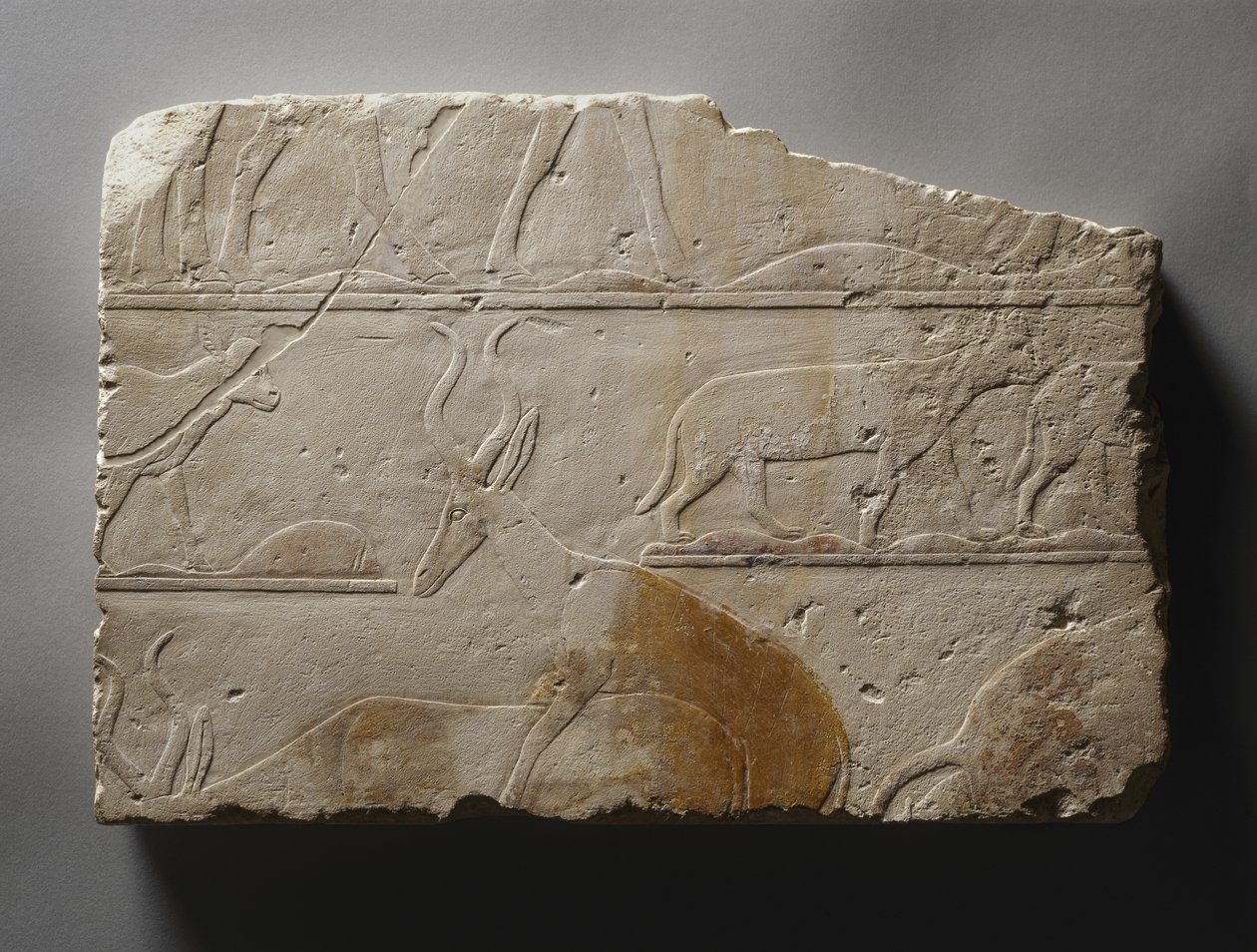 Socorro com animais do deserto, Reino Antigo, encontrado em Saqqara, c.2472-2455 aC (calcário pintado) de Egyptian 5th Dynasty
