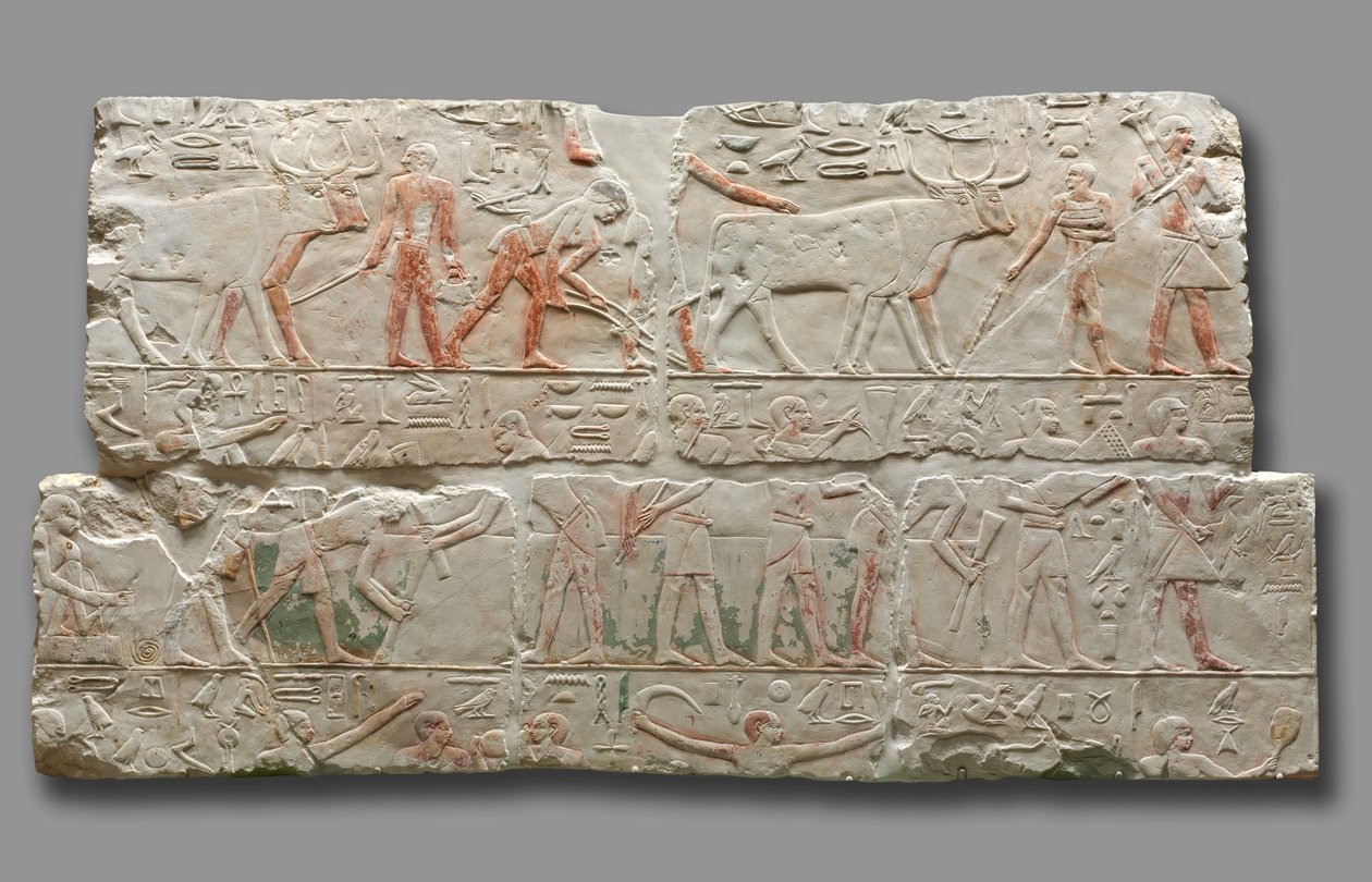 Relevo de cenas agrícolas, de Saqqara, c.2311-2281 de Egyptian 6th Dynasty