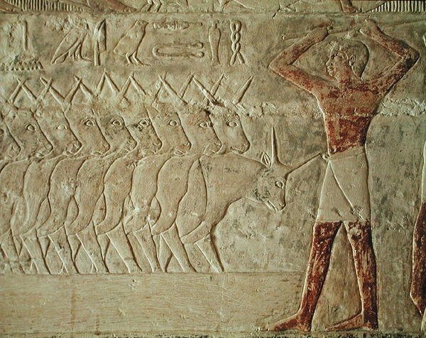 Relevo retratando um tropeiro incentivando um grupo de gado, do Mastaba de Mereruka, Reino Antigo (pedra calcária pintada) de Egyptian 6th Dynasty Egyptian 6th Dynasty