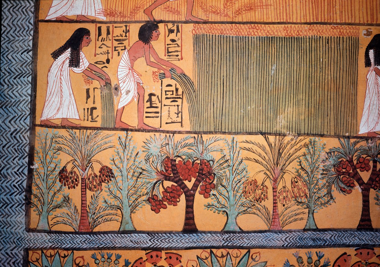 Uma cena de colheita (pintura de parede de Egyptian Egyptian