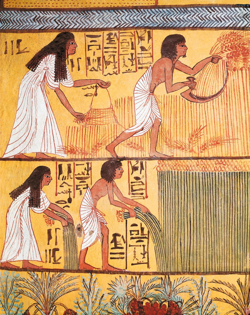 Detalhe de uma cena de colheita na Muralha Oriental, do Túmulo de Sennedjem, A Aldeia dos Trabalhadores de Egyptian Egyptian