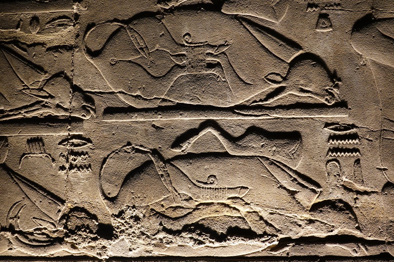 Templo de Luxor: Vacas sacrificadas (relevo) de Egyptian Egyptian