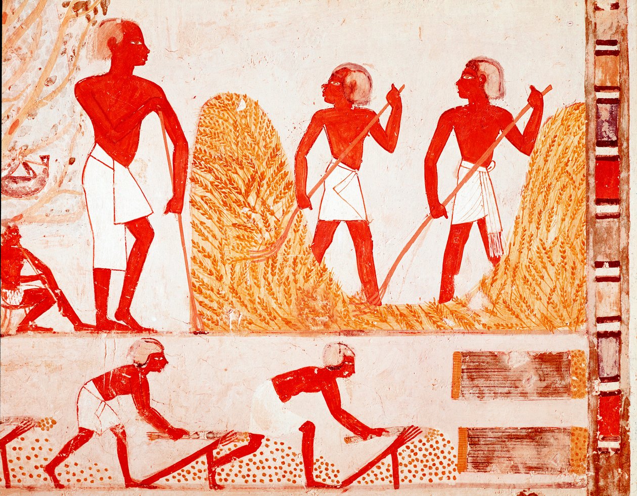 Cena da colheita no Antigo Egipto (Fresco de Egyptian Egyptian