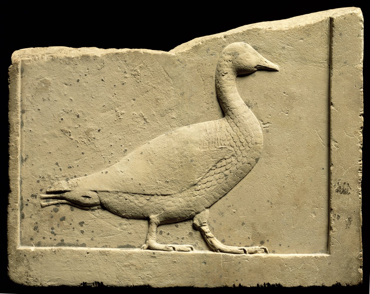 Relevo retratando um ganso (calcário) de Egyptian Ptolemaic Period