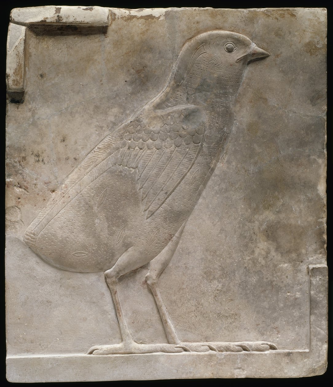 Placa de alívio representando um pintinho, c.330-305 aC de Egyptian Ptolemaic Period