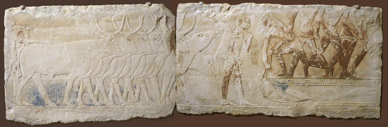 Socorro de Camponeses que Dirigem Gado e Pesca, Reino Antigo, 2450-2290 aC (calcário pintado) de Egyptian School