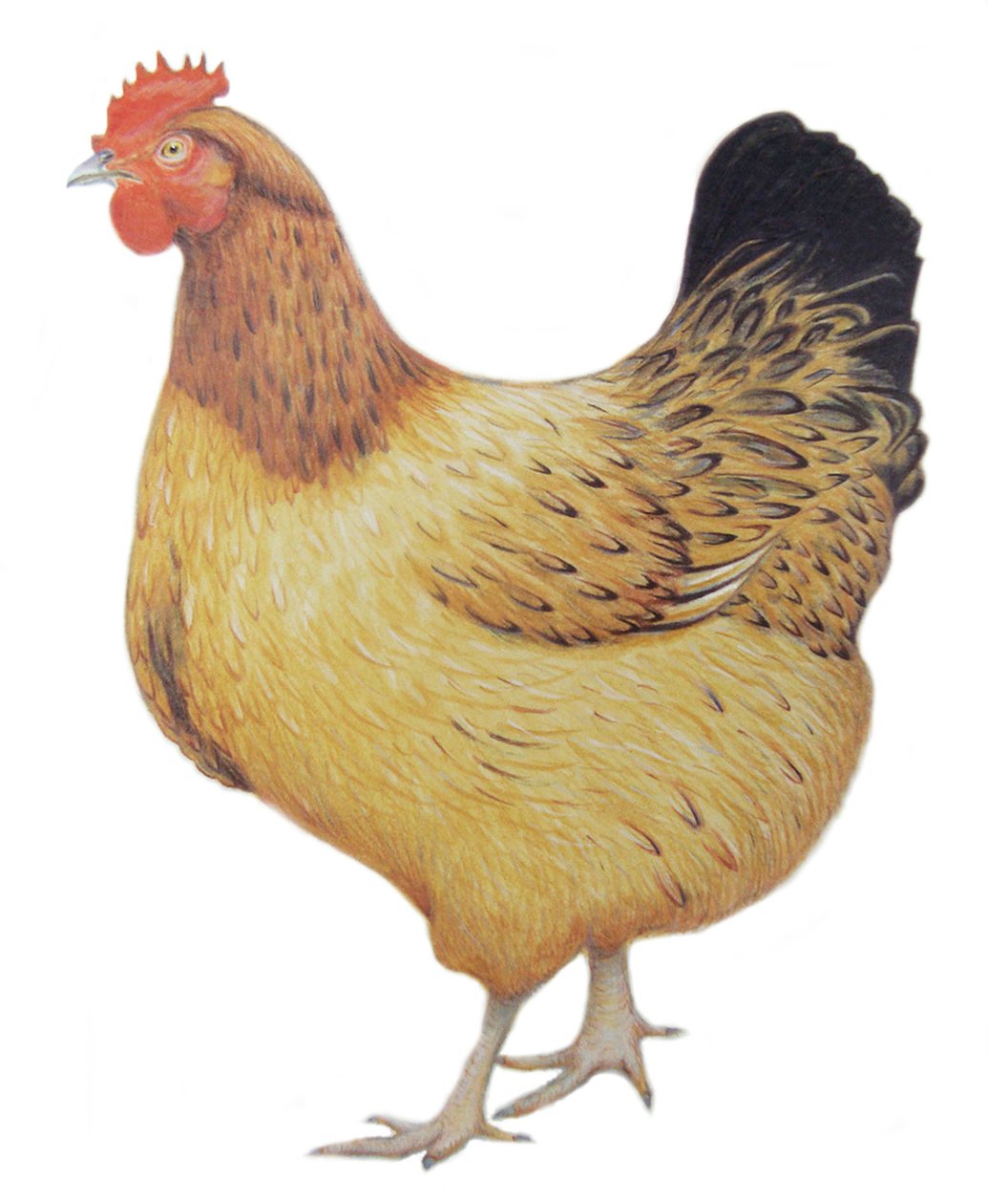 Galinha, 2012 (aguarela e lápis sobre papel) de Eleanor Grafton
