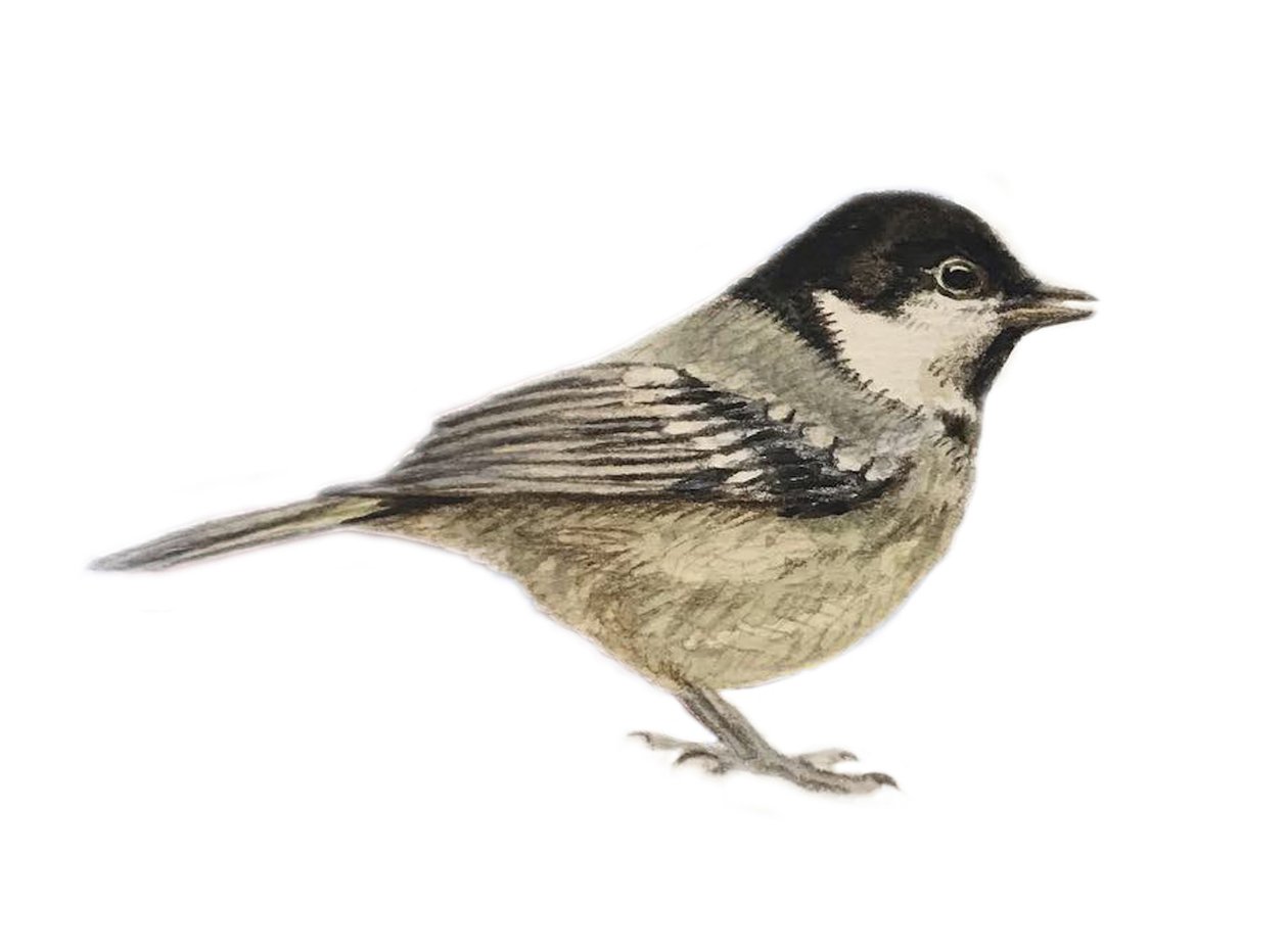 Coal Tit, 2019 (aguarela e lápis) de Eleanor Grafton