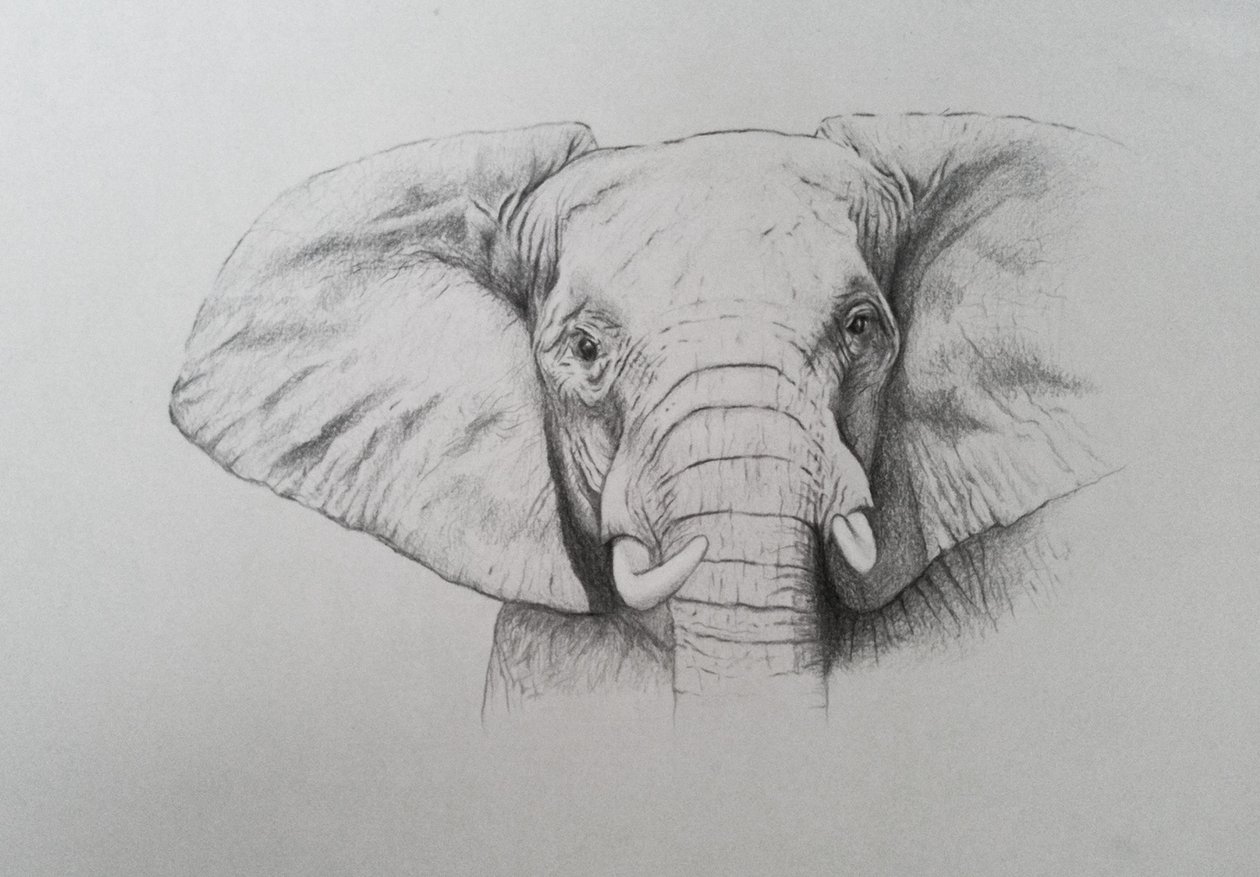 Elefante, 2011 (aguarela e lápis sobre papel) de Eleanor Grafton