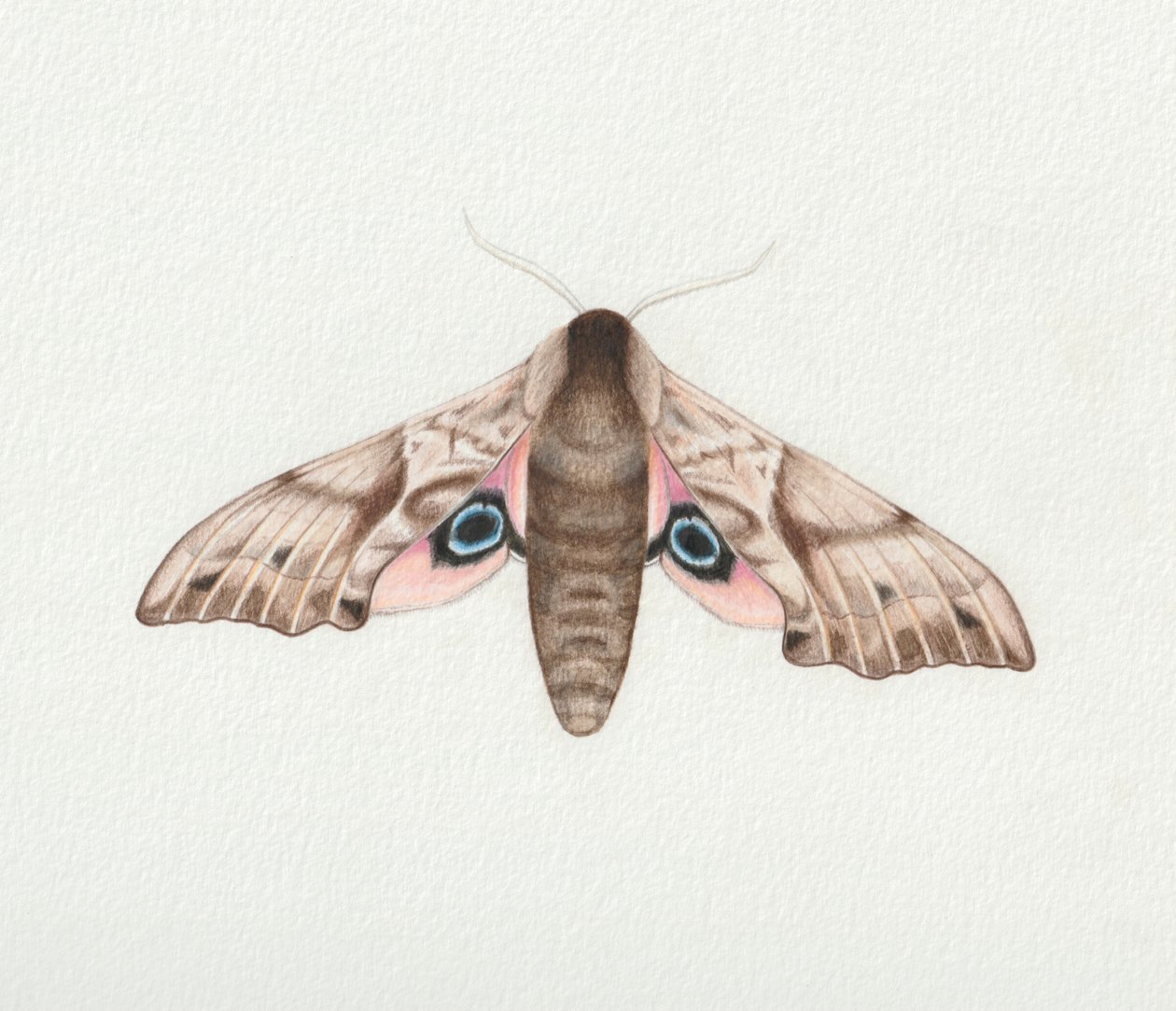 Mariposa-falcão, 2023 (aguarela) de Eleanor Grafton