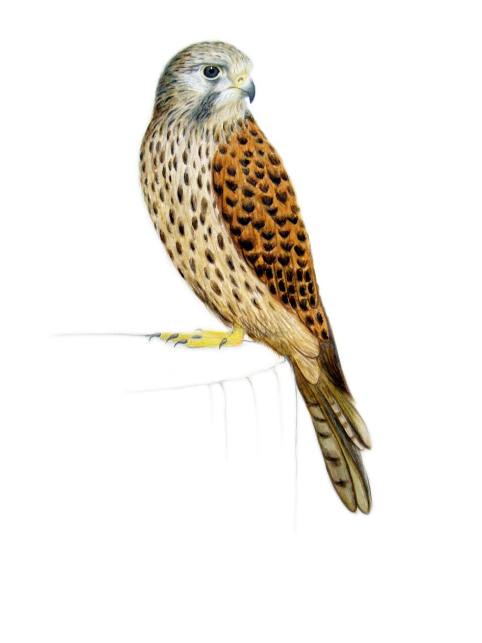 Peneireiro-das-torres, 2011 (aguarela e lápis) de Eleanor Grafton