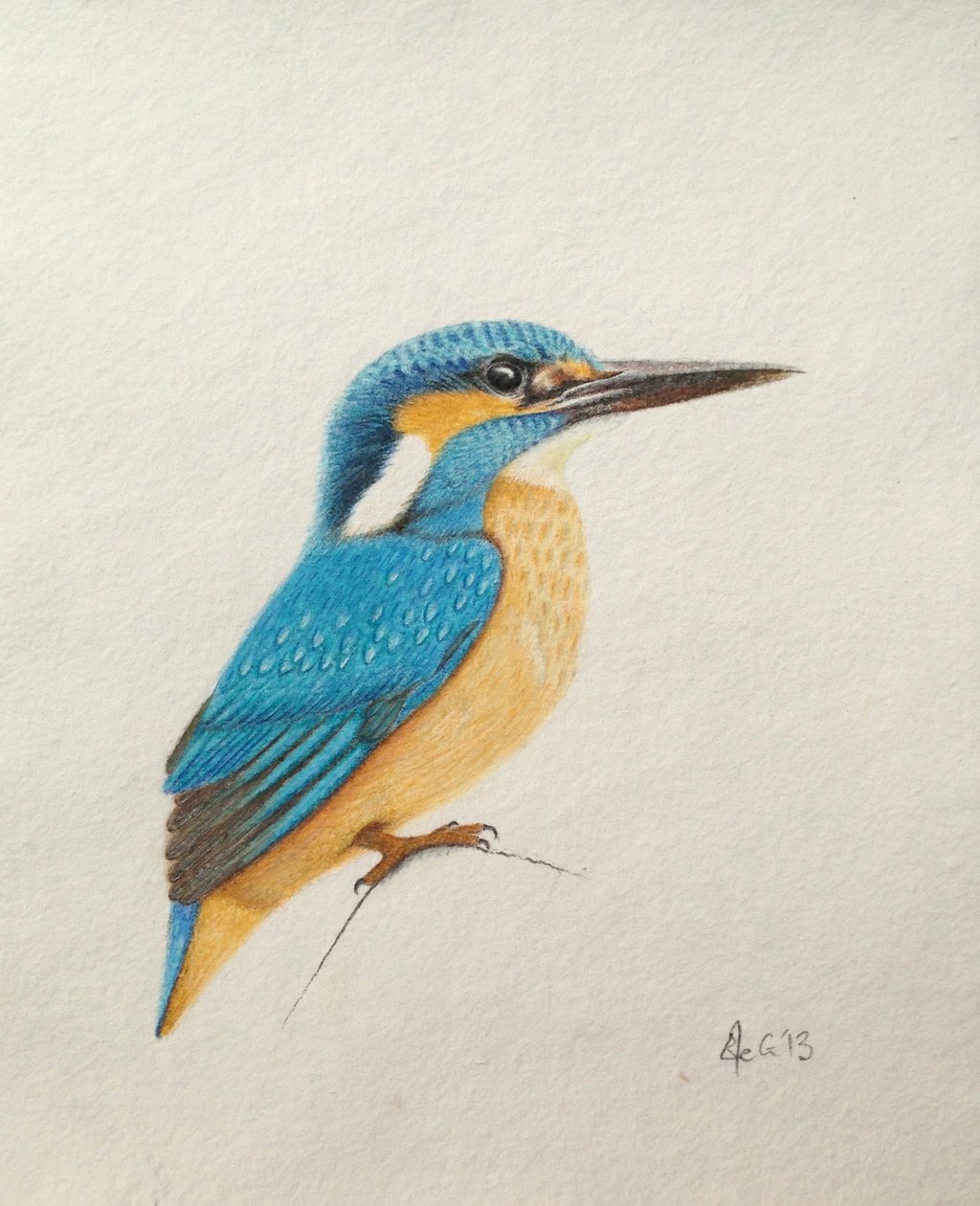 Martim-pescador, 2013 (aguarela e lápis) de Eleanor Grafton