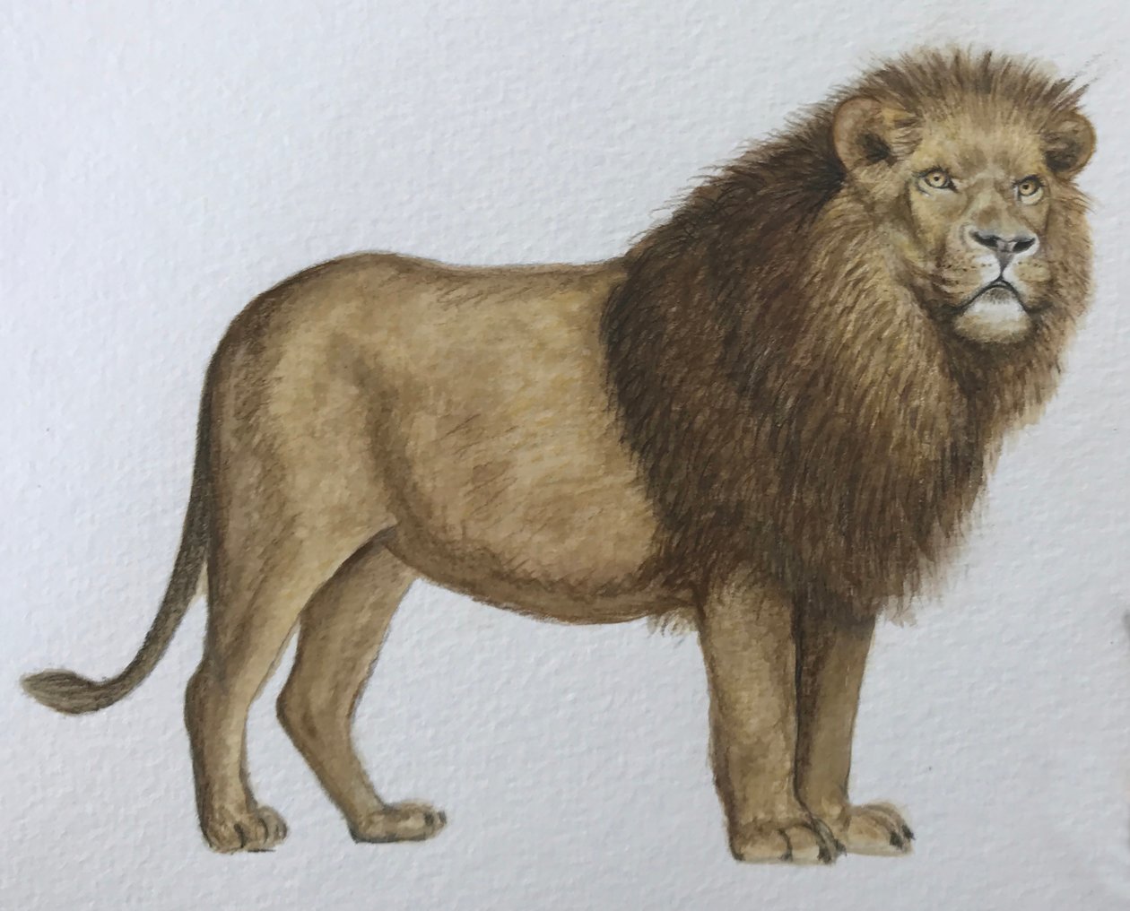 Leão, 2019 (aguarela e lápis) de Eleanor Grafton
