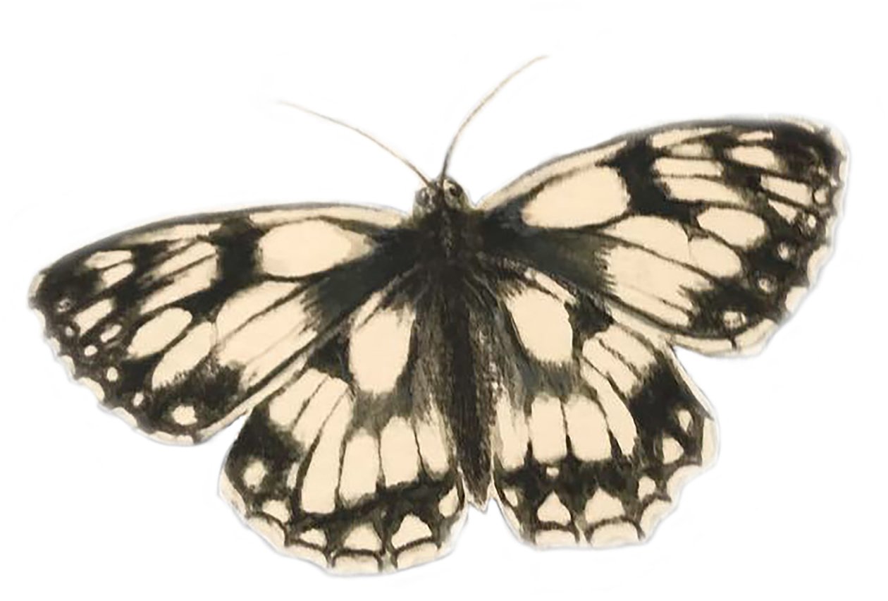 Marbled White Butterfly, 2019 (aguarela e lápis) de Eleanor Grafton