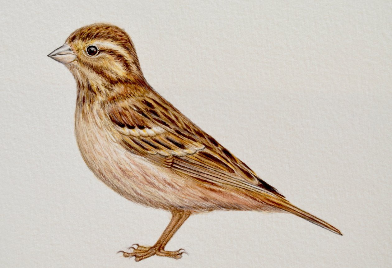 Reed Bunting, 2023 de Eleanor Grafton