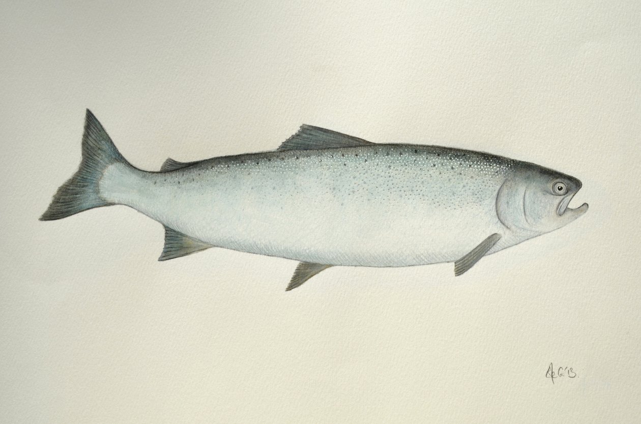 Salmão, 2013 (aguarela e lápis) de Eleanor Grafton