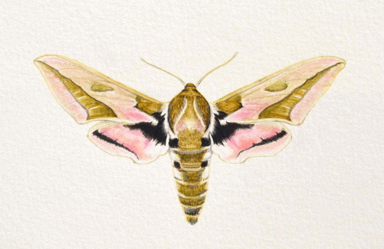 Mariposa-falcão, 2023 (aguarela) de Eleanor Grafton