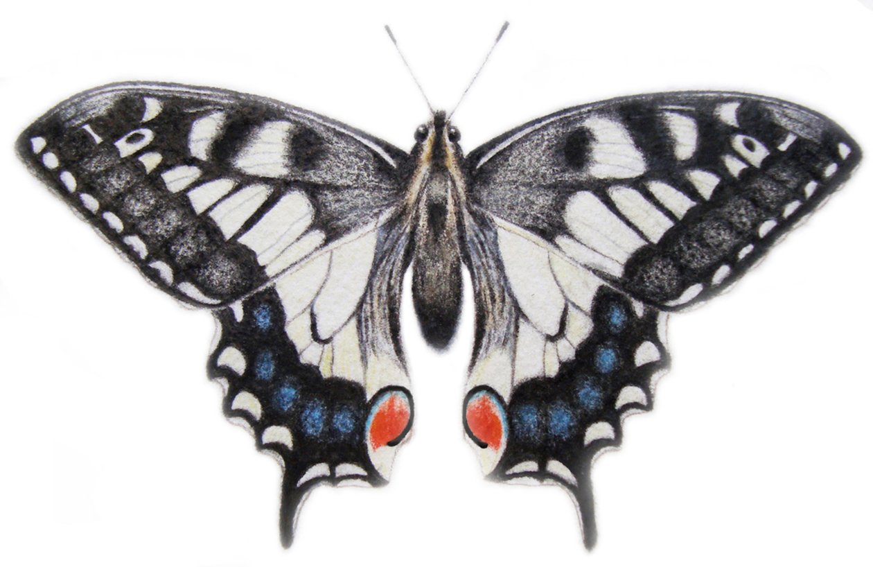 Cauda-de-andorinha, 2012 (aguarela e lápis) de Eleanor Grafton