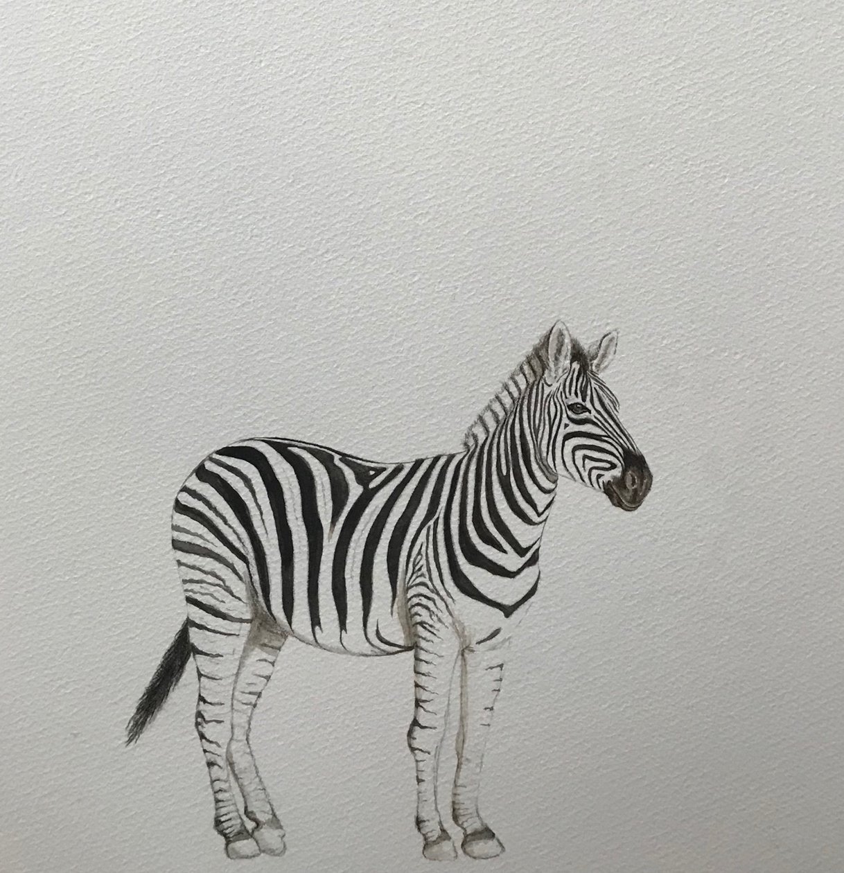 Zebra, 2018 (lápis de aguarela e tinta) de Eleanor Grafton