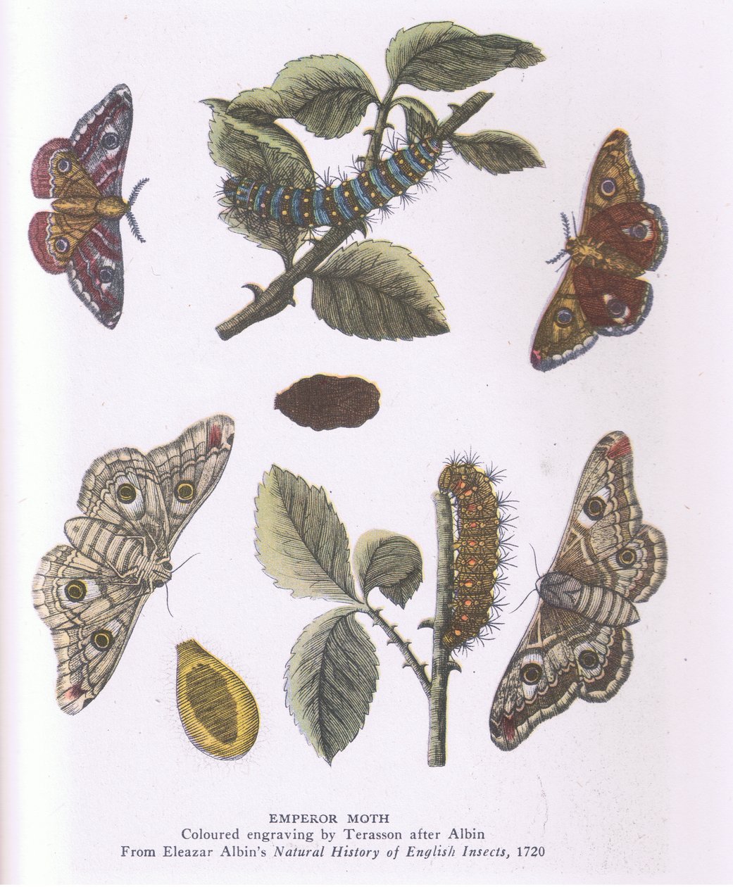 Imperador Traça, Natureza na Grã-Bretanha publicado por Collins de Eleazar (after) Albin