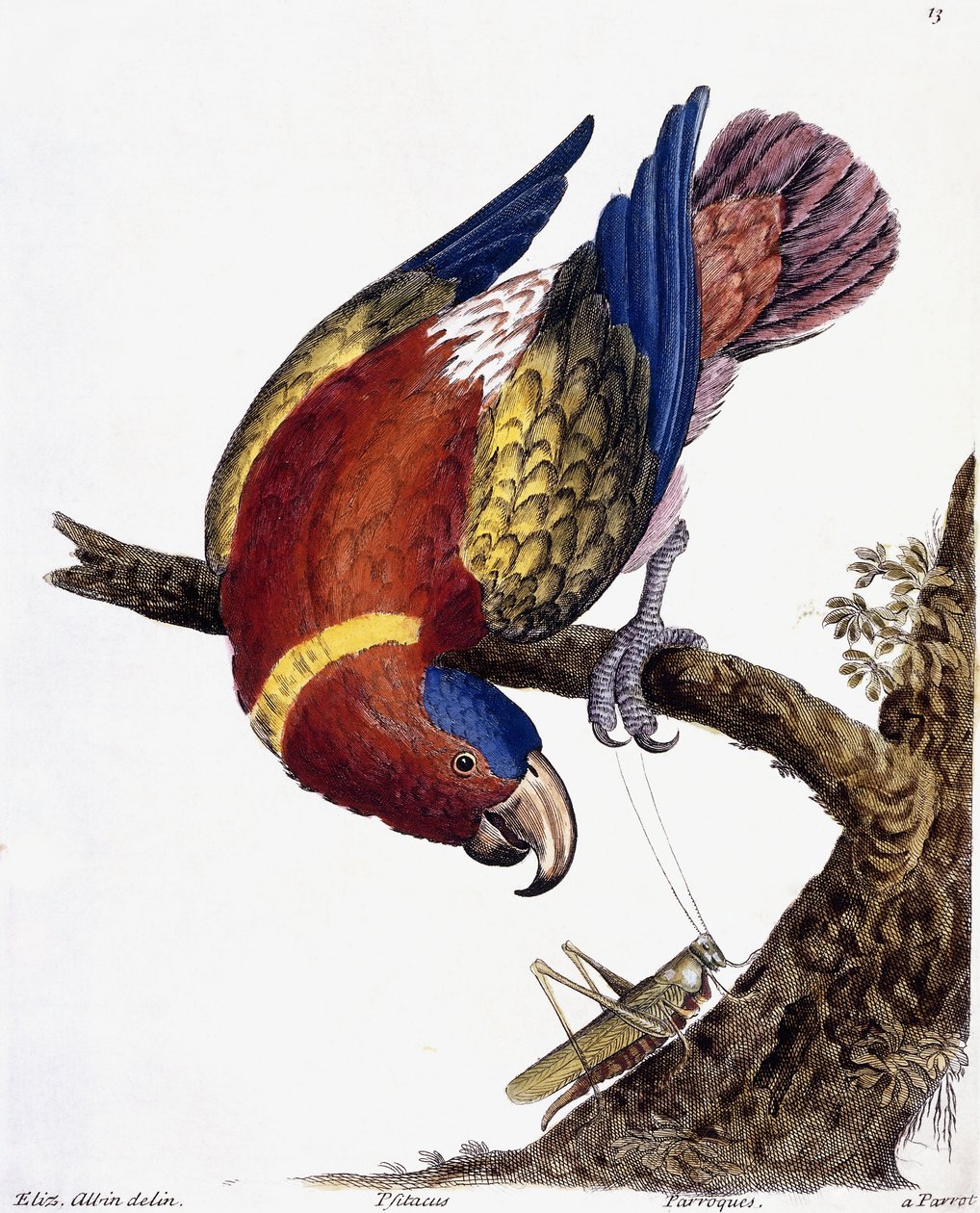 Um papagaio, 1731-1738 de Eleazar Albin