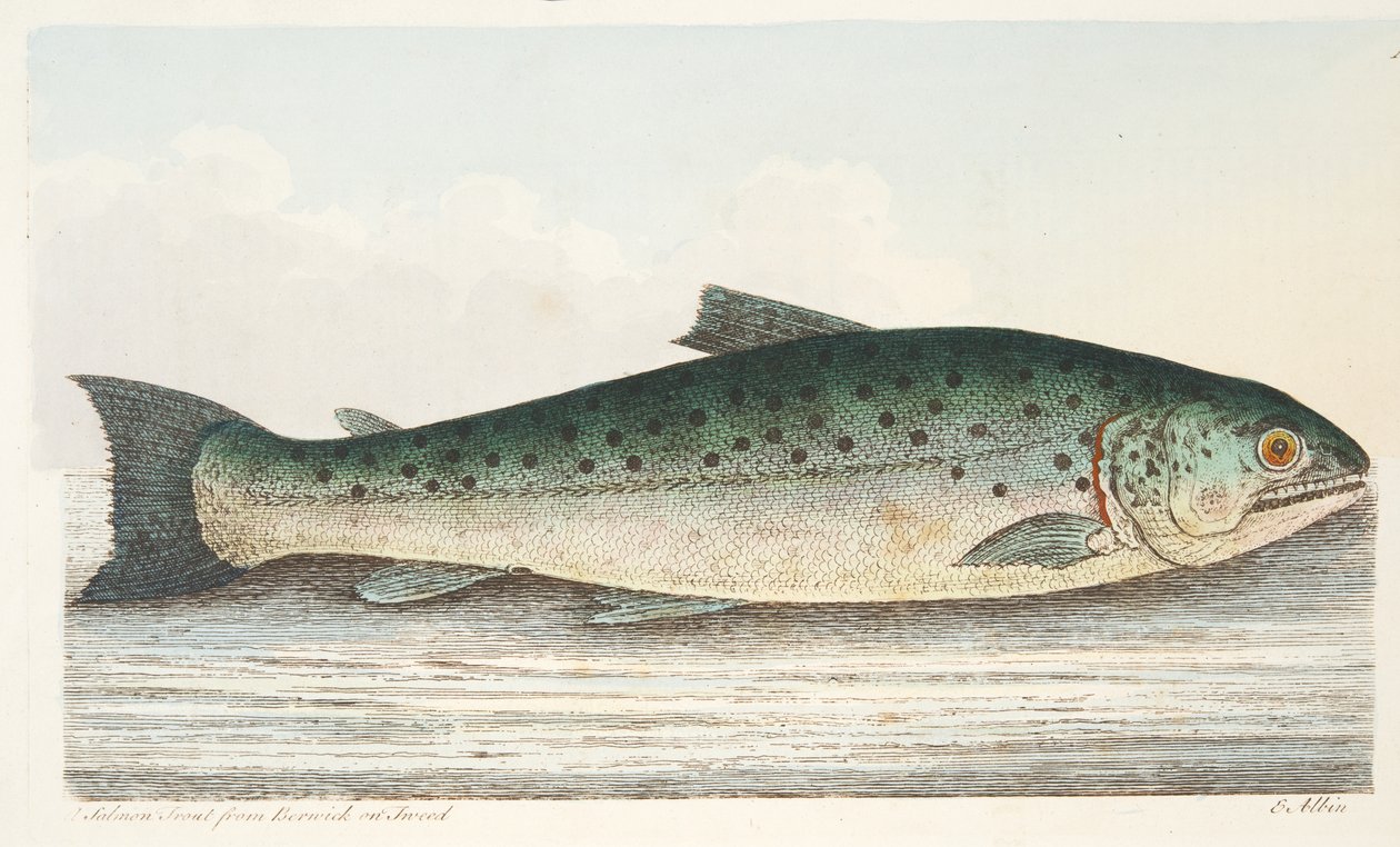 Truta Salmon de Berwick no Tweed, de um Tratado no peixe e no Fish-ponds, bar. 1832 (gravura colorida à mão) de Eleazar Albin