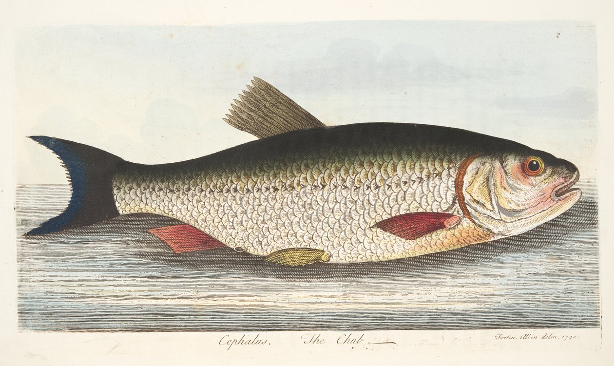 O Chub, de um Tratado sobre peixes e peixes-lagoas, pub. 1832 (gravura colorida à mão) de Eleazar Albin