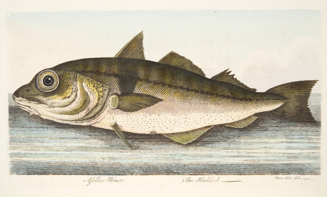 O Haddock, de um tratado sobre peixes e peixes-lagoas, pub. 1832 (gravura colorida à mão) de Eleazar Albin
