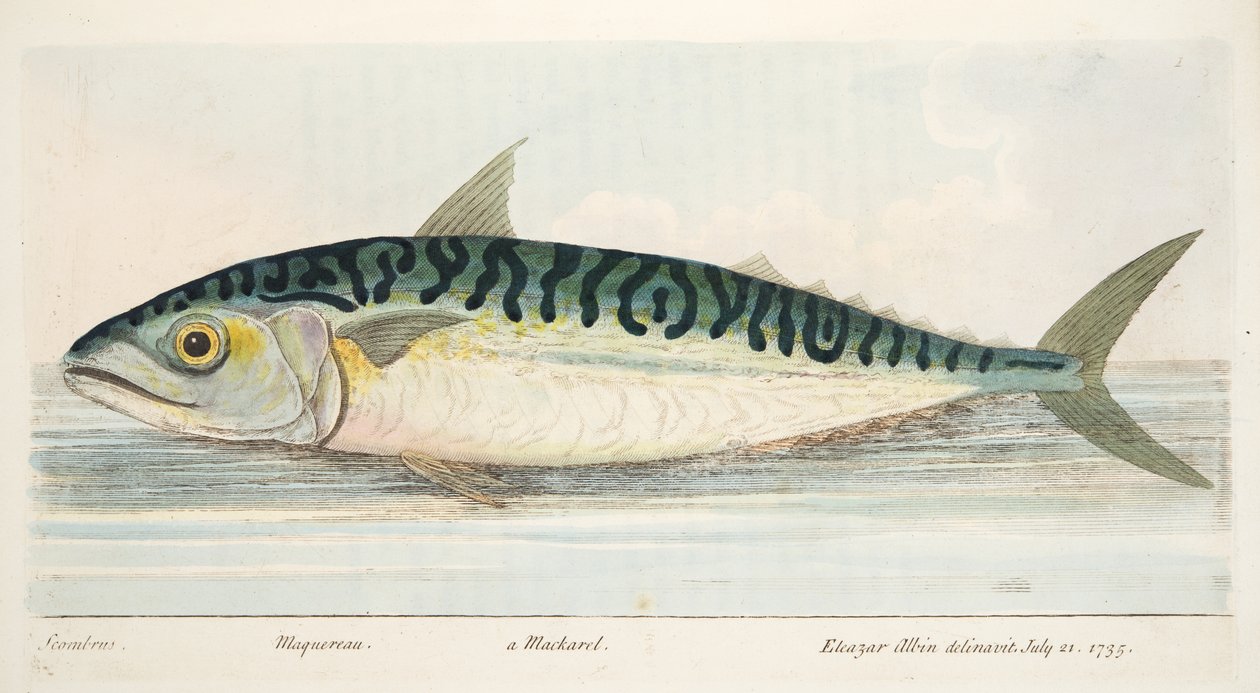A cavala, de um Tratado sobre peixes e peixes-lagoas, pub. 1832 (gravura colorida à mão) de Eleazar Albin