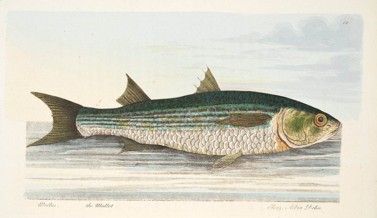 The Mullet, de um tratado sobre peixes e peixes-lagoas, pub. 1832 (gravura colorida à mão) de Eleazar Albin