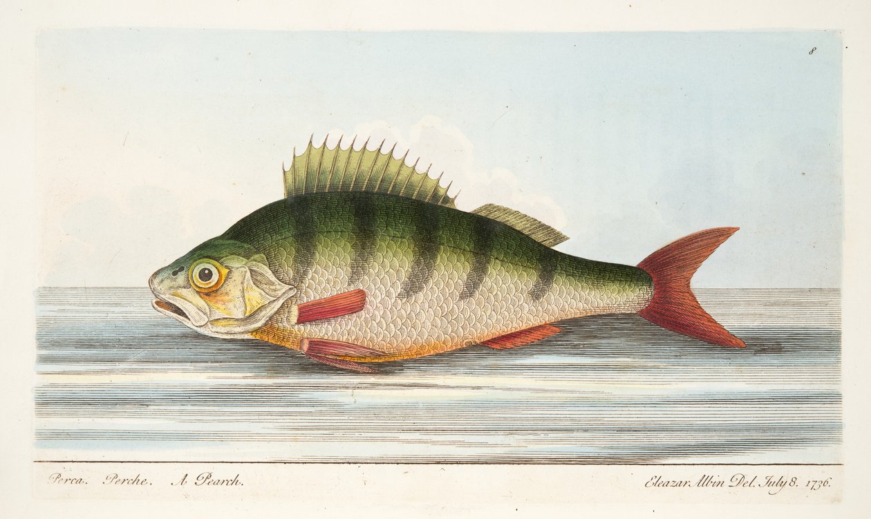 O poleiro, de um Tratado sobre peixes e peixes-lagoas, pub. 1832 (gravura colorida à mão) de Eleazar Albin