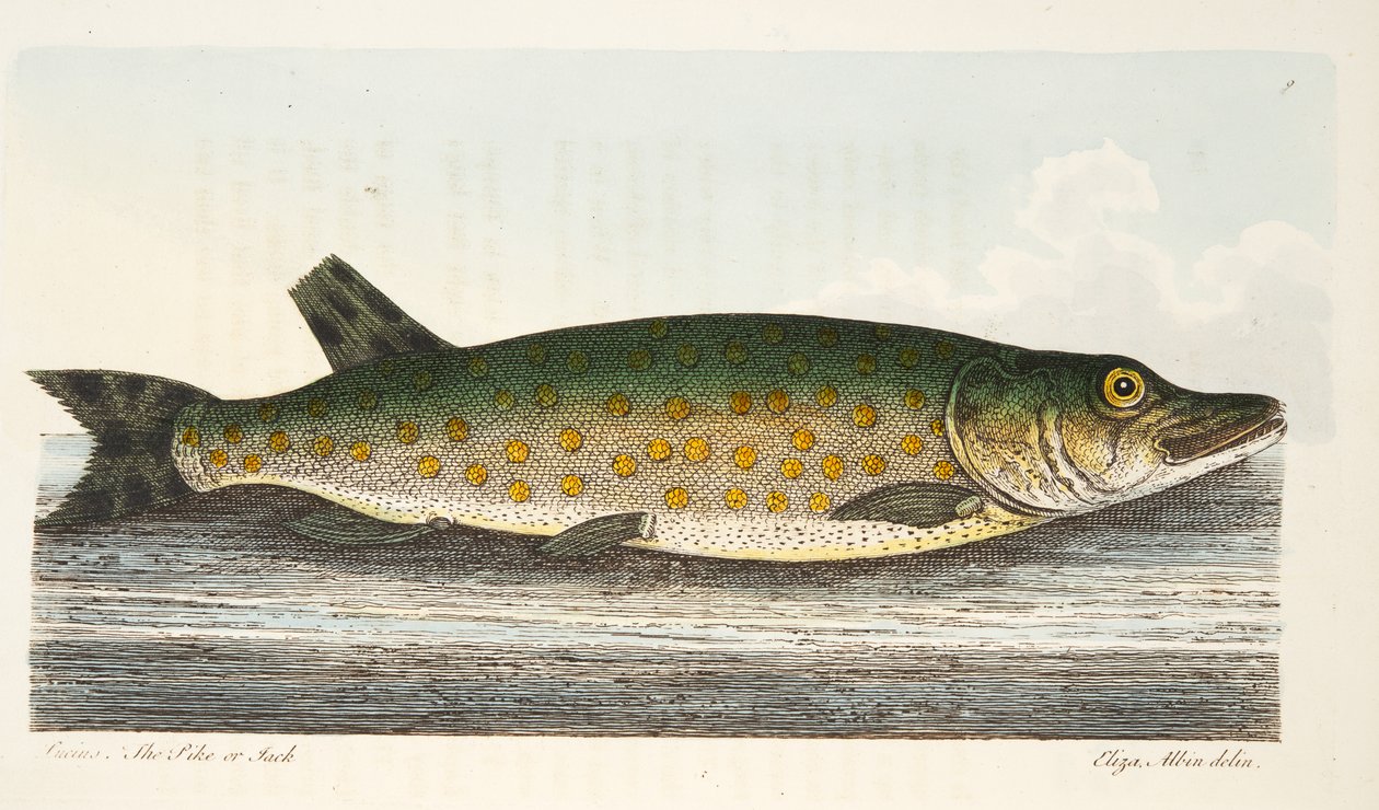 O Pike, de um Tratado sobre peixes e peixes-lagoas, pub. 1832 (gravura colorida à mão) de Eleazar Albin